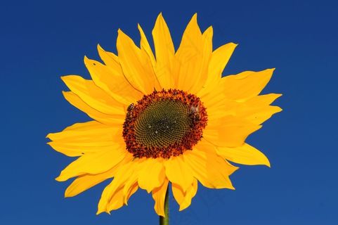 太阳花，黄色，花，开花，夏天