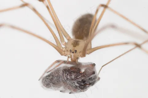 蜘蛛，受害者，猎人