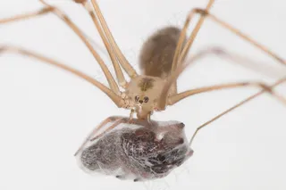 蜘蛛，受害者，猎人