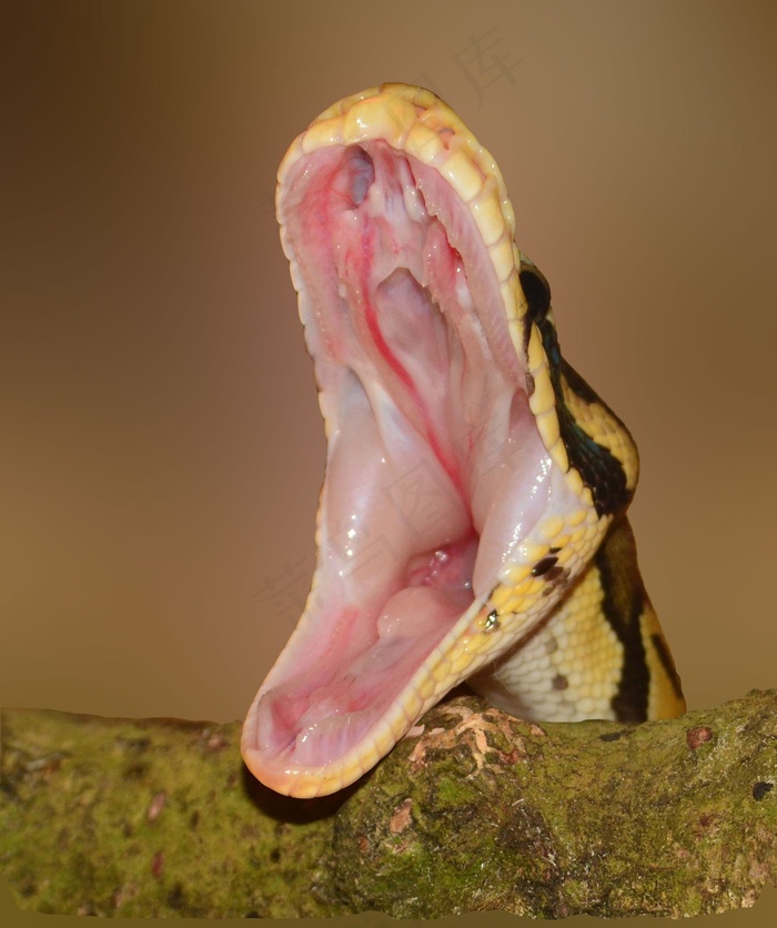 蛇，脚，Python，黄色，饥饿，宏，模式