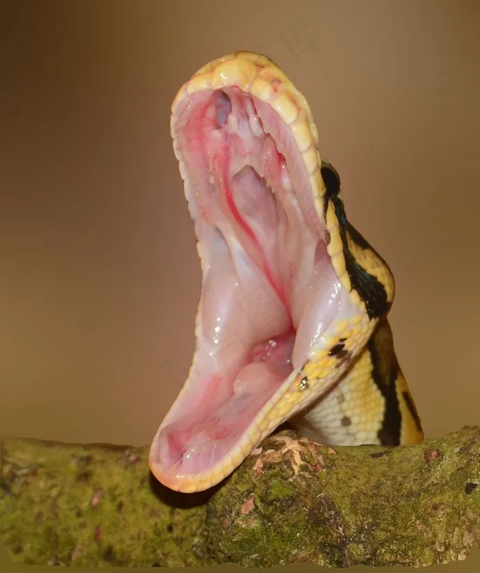蛇，脚，Python，黄色，饥饿，宏，模式