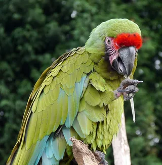 金刚鹦鹉，鹦鹉，鸟，飞，翅膀，羽毛，野生动物