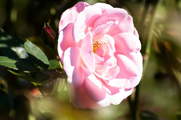 玫瑰，复合材料，鲜花，夏天，性质，植物，绿色