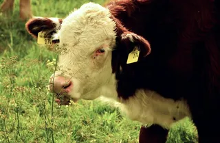 牛肉，牛，小牛，年轻的动物，牧场，农业