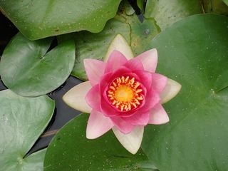 睡莲，花，水生植物，Nuphar Lutea，粉红色