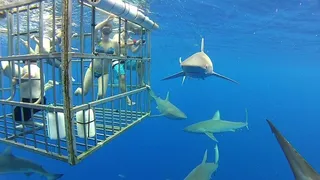,鸟类,鲨鱼,飞机,,笼子里的鲨鱼