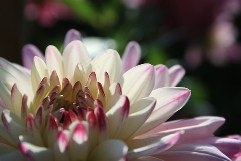 大丽花，开花，透明，粉红色，盛开