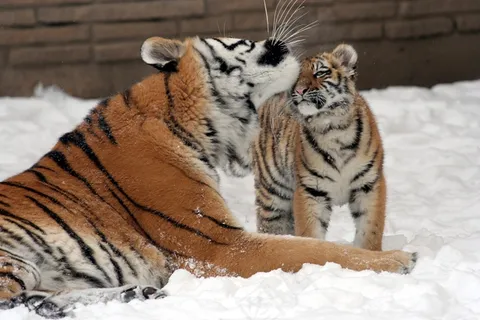 虎，母亲，幼仔，雪，大猫，捕食者，野生动物