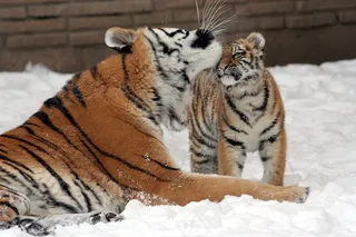 虎，母亲，幼仔，雪，大猫，捕食者，野生动物