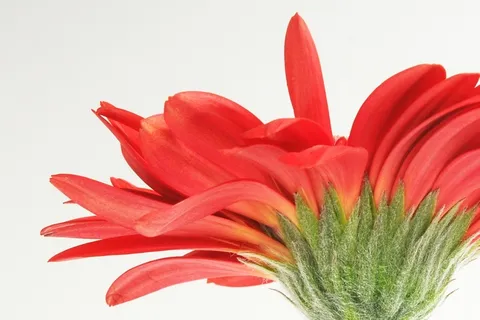 非洲菊,Germini,花,春天,开花,盛开 非洲菊,Germini,花,春天,开花,盛开