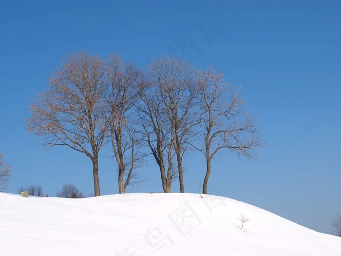 山，雪，树，自然