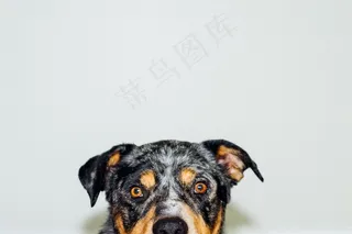 狗，头，动物，犬，白色，肖像，可爱，脸