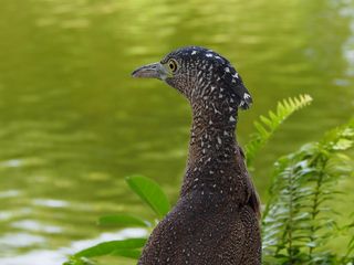 鹭，水禽，注意事项，鸟，动物肖像