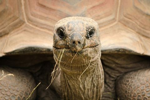 加拉帕戈斯象龟,小狗,阿尔达布拉象龟,亚达伯拉象龟,象龟,饥饿的乌龟