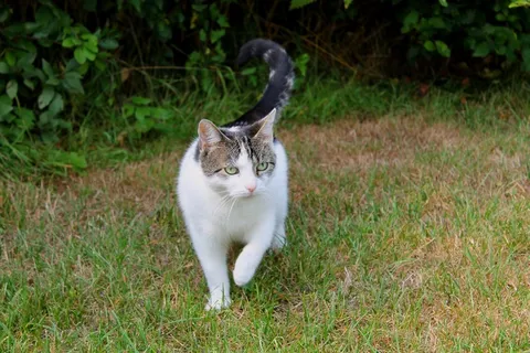 猫,宠物,家猫,发现,动物,自然 猫,宠物,家猫,发现,动物,自然
