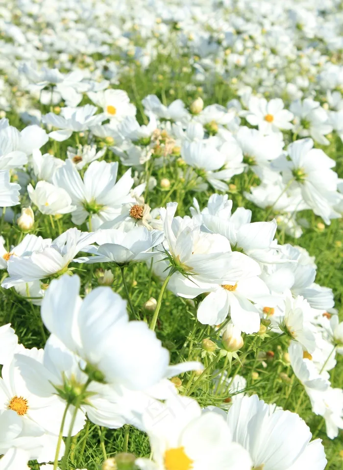 鲜花，白，场，花的，自然，花园