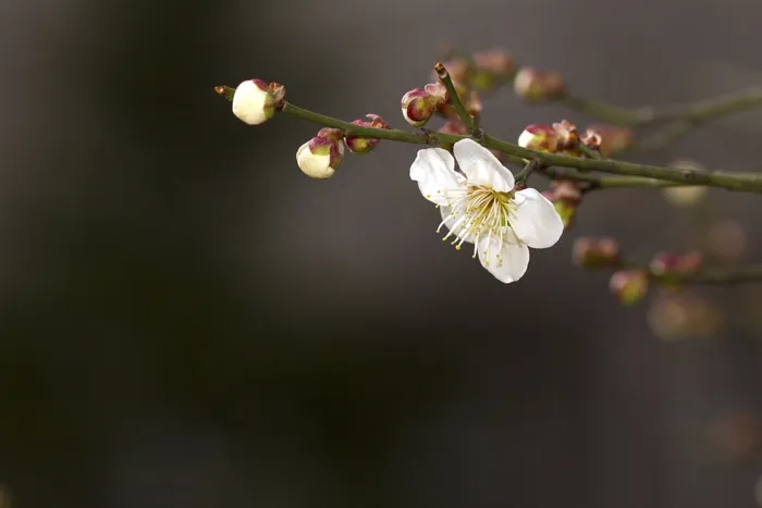 春天，梅花，植物，鲜花，奎斯夸里斯，整洁