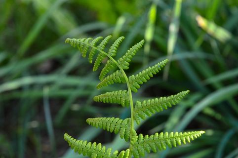 蕨类植物,绿色,自然,植物,花园,离开,夏天 蕨类植物,绿色,自然,植物,花园,离开,夏天