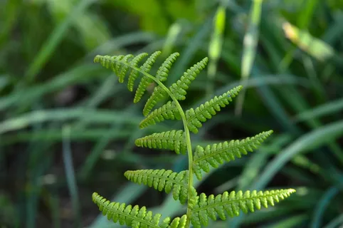 蕨类植物,绿色,自然,植物,花园,离开,夏天 蕨类植物,绿色,自然,植物,花园,离开,夏天