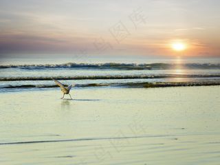 沧海，海鸥，太阳，上升，海洋，海滩，鸟飞，海鸥