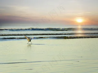 沧海，海鸥，太阳，上升，海洋，海滩，鸟飞，海鸥