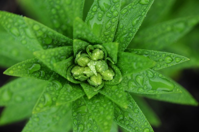 叶子，水，拖放，花的，自然，春天，植物，绿色