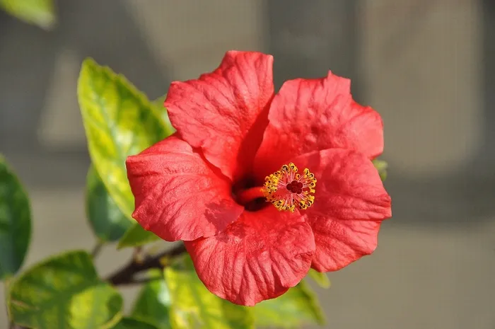 芙蓉花，锦葵，花，植物，性质，盛开，红色