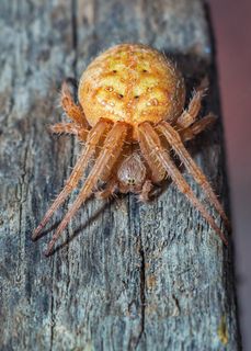 蜘蛛，与，蜘蛛科，蜘蛛科，节肢动物，蜘蛛