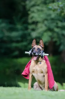 技巧,狗技巧,玛利诺犬,狗表演技巧,狗技巧 技巧,狗技巧,玛利诺犬,狗表演技巧,狗技巧