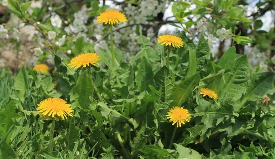 花,蒲公英,黄色,春天,盛开,盛开 花,蒲公英,黄色,春天,盛开,盛开