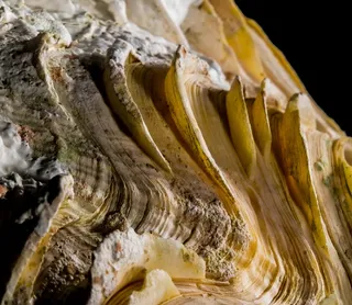 壳，石灰秤，关闭