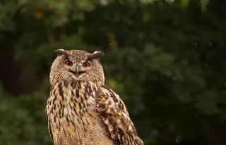 雕O，羽毛，鸟，眼睛明亮，猛禽