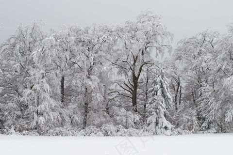 森林，寒冬，雪域，冬季魔术，树木