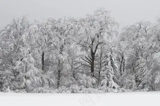 森林，寒冬，雪域，冬季魔术，树木