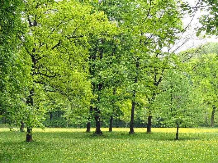树,自然风景,草原,自然公园,绿林,草地上的树木
