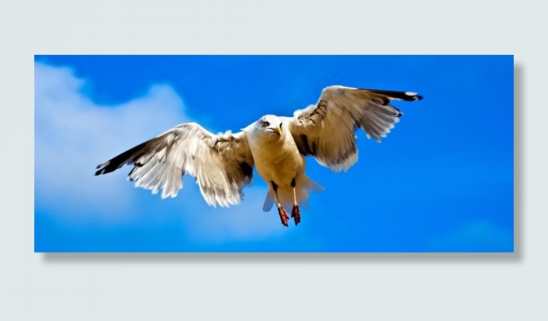 海鸥，北海，海岸，海滩，天空，鸟，全身羽毛