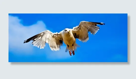 海鸥，北海，海岸，海滩，天空，鸟，全身羽毛