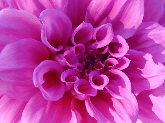 菊花，粉红色，花，明亮，自然，花的