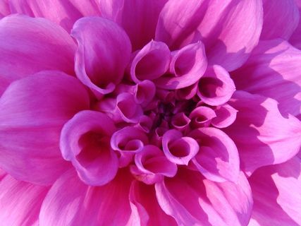 菊花，粉红色，花，明亮，自然，花的