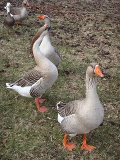 鹅，鹅，鸭，动物，自然，草，鸭