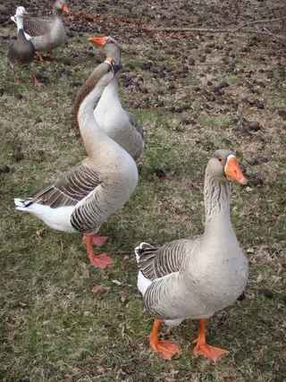 鹅，鹅，鸭，动物，自然，草，鸭