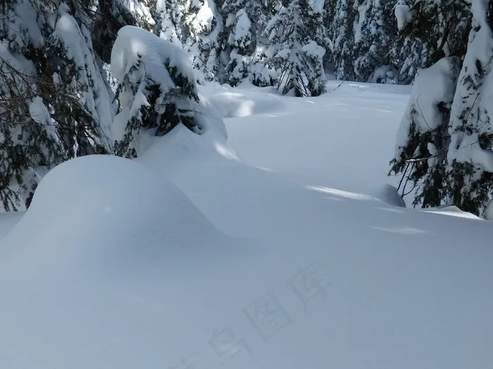 冷杉，冷杉，树木，雪域，冬天，雪，天空