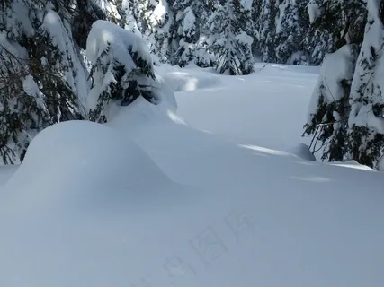 冷杉,冷杉,树木,雪域,冬天,雪,天空 冷杉,冷杉,树木,雪域,冬天,雪,天空