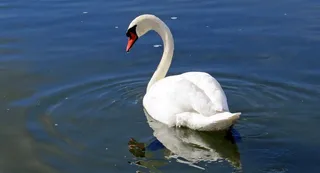 天鹅，水禽，水，河，瑞士，白