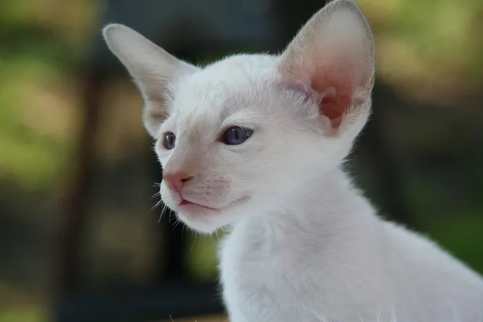 暹罗猫，猫，小猫，猫宝宝，毛皮，迷人