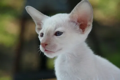 暹罗猫,猫,小猫,猫宝宝,毛皮,迷人 暹罗猫,猫,小猫,猫宝宝,毛皮,迷人