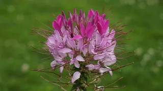 蜘蛛在花上，醉蝶草Hassleriana，红色