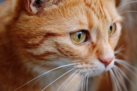 猫，宿醉，红色，可爱，鲭鱼，虎，甜