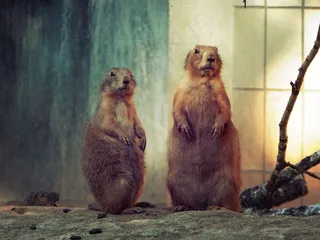 猫鼬，动物，动物园，纽伦堡，德国