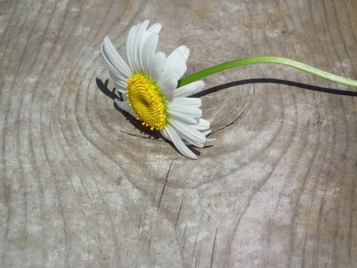 花，雏菊，白色，花不，一天，花瓣，工作表，绽放